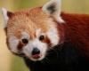 Roter Pandababy stirbt im Zoo an den Folgen von Feuerwerksstress