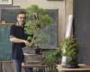 Dieser Bauer aus der Dordogne ist ein Star in der Bonsai-Welt