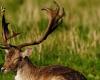 Vereine versuchen, einen schwarzen Hirsch zu retten, der auf einem Bauernhof aufgetaucht ist