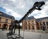 In Yvelines wurde ein riesiges Dinosaurierskelett für 6 Millionen Euro verkauft