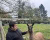 Ein Lama auf einem Lehrbauernhof, eine Premiere im Val-d’Oise