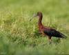 ein ornithologisches Festival am Etang du Gol, um das Bewusstsein für den Schutz der endemischen Vögel der Insel La Réunion zu schärfen