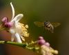 Frankreichs Bienen und Honig leiden zunehmend unter dem Klimawandel