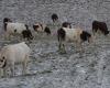 Lamoura. Im oberen Jura zeigte sich der Schnee zaghaft