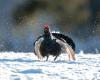 Hautes-Alpes: Einstellung der Jagd auf Galliformes