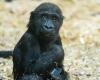 Gorillababy stirbt durch menschliches Versagen im Zoo von Calgary