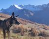 Die Herrin des von einem Wolfsspäher getöteten Hundes fordert eine Änderung der Regeln bei Probeschüssen