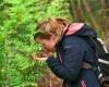 wie der Wald nach den Bränden im Jahr 2022 verbrannte Gebiete zurückerobert