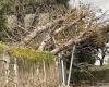 Sturm Caetano. Umgestürzter Baum, beschädigte Dächer … Fast 400 Einsätze der Feuerwehr in Anjou