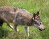 Drôme: ein zweieinhalb Tage altes Kalb, das von einem Wolf getötet wurde