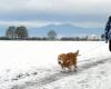 Diashow. Schneespaziergang im Mittelelsass