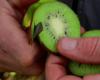 Kiwi, eine Vitaminkur für den Winter