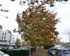 Der Wind kehrt nach Rennes und Ille-et-Vilaine zurück, Météo France versetzt das Departement in Alarmstufe Gelb