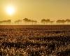 Nach der Kälte diesen Sonntag Frühling? Außergewöhnlich mildes Wetter für November in Okzitanien und dem größten Teil des Landes