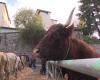 „Junge Leute kaufen ihre Tiere über ihr Handy!“ Vom Mittelalter bis zum digitalen Zeitalter, die Sainte-Catherine-Messe in Saint-Galmier