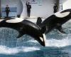 Die Regierung wird den Transfer der beiden Orcas nach Japan blockieren