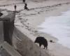 VIDEO. In Larmor-Plage nimmt ein Wildschwein ein Meeresbad