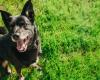 Amalka, der Hund, der neun Tage lang am Flughafen Roissy verschwunden war, wurde gefunden