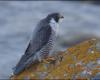 DOKUMENTARFILM. Die Vögel von Cap de Carteret im Cotentin, wie Sie sie noch nie gesehen haben