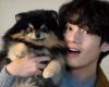 Das geliebte Haustier von BTS’ V, Yeontan, ist gestorben, Sänger schreibt herzzerreißenden Brief an ARMYs | Pragativadi