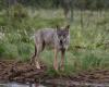 Der Wolf verliert seinen Status als streng geschützte Art in Europa