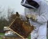 Diese Stadt im Val-d’Oise wurde für ihr Engagement für Bienen ausgezeichnet