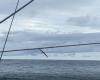 VIDEOS. „Youhou“, der Kapitän der North Thomas Ruyant, sieht seinen ersten Vendée-Globe-Albatros