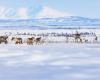 Arktische Tundra wird zur Quelle von Kohlendioxidemissionen