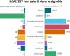 Die Rentabilität des Weinbergs brach in Bordeaux um 210 %, im Südosten um 67 %, im Languedoc um 62 % und in Cognac um 60 % ein …