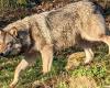 Wölfe in der Dordogne? Périgord Tracking erklärt es uns