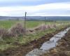 Haute-Loire. Mehr als 5,6 km Hecken werden von Landwirten gepflanzt