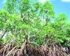 Eine Mangrove rettet unser Leben: Das lehrt uns der Tsunami von 2004