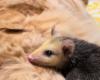 Eine Katze findet Gefallen an einem Baby-Opossum, das in ihm den perfekten Ersatz-Papa sieht (Video)