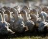 Vogelgrippe: höhere Kosten, territoriale Unterschiede … Warum meckern manche Züchter über die Impfung?