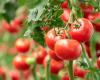 Marokko, bis 2035 erster Tomatenlieferant der EU