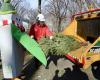 Verwandeln Sie Ihren Weihnachtsbaum beim Mulchfest 2025 in ausgewählten Parks in Queens in Mulch – QNS