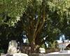 Bemerkenswerte Bäume der Haute-Garonne: Dieser Zürgelbaum hat sich auf dem Friedhof Terre Cabade niedergelassen