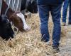 Ihre Einkommen sinken, aber die Bauern bewahren ihre Wut für einen weiteren Kampf auf