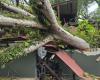 Ein Baum stürzte auf ein Restaurant, vier leichte Verletzungen