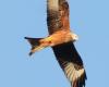 Leidenschaftliche Ornithologen erfassen in der Abteilung Greifvögel