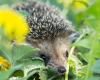 So sorgen Sie dafür, dass die Tierwelt in Ihrem Wintergarten gedeiht