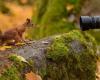 7 Tipps zum Fotografieren von Wildtieren