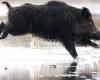 Haute-Loire. Ein Wildschwein, gefangen im gefrorenen Wasser des Lavalette-Staudamms