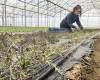 In Indre-et-Loire bedroht eine Milbe den Gemüseanbau